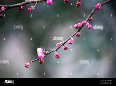 重慶臘梅花期多久，其實這只是冰山一角